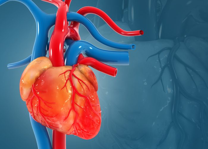 Human heart on medical background. 3d illustration